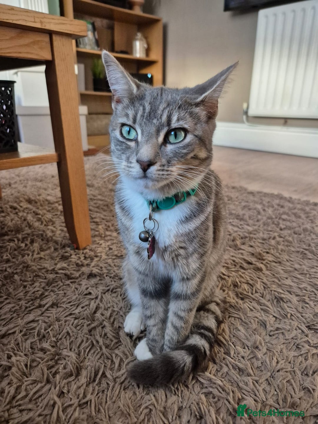 Mixed Breed cats for sale: 2 female mixed cats  - Image 2