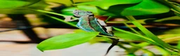Chameleon reptiles for sale: Chameleons ambilobe - Advert 23
