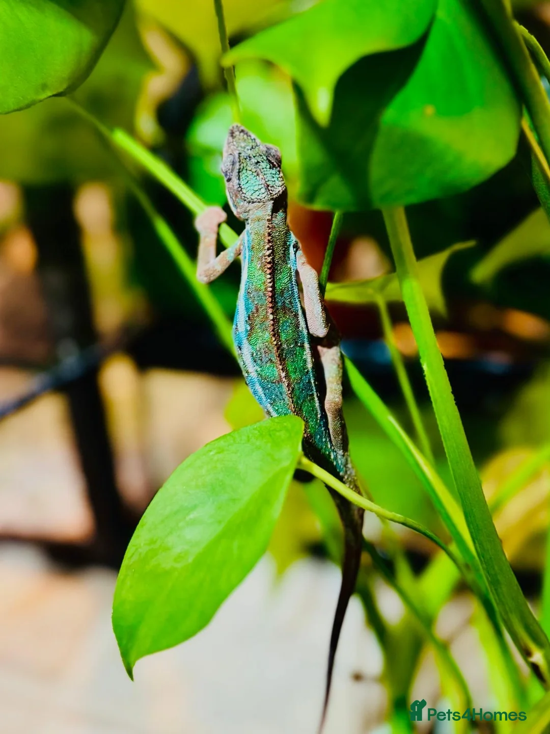 Chameleon reptiles for sale: Chameleons ambilobe - Advert 23
