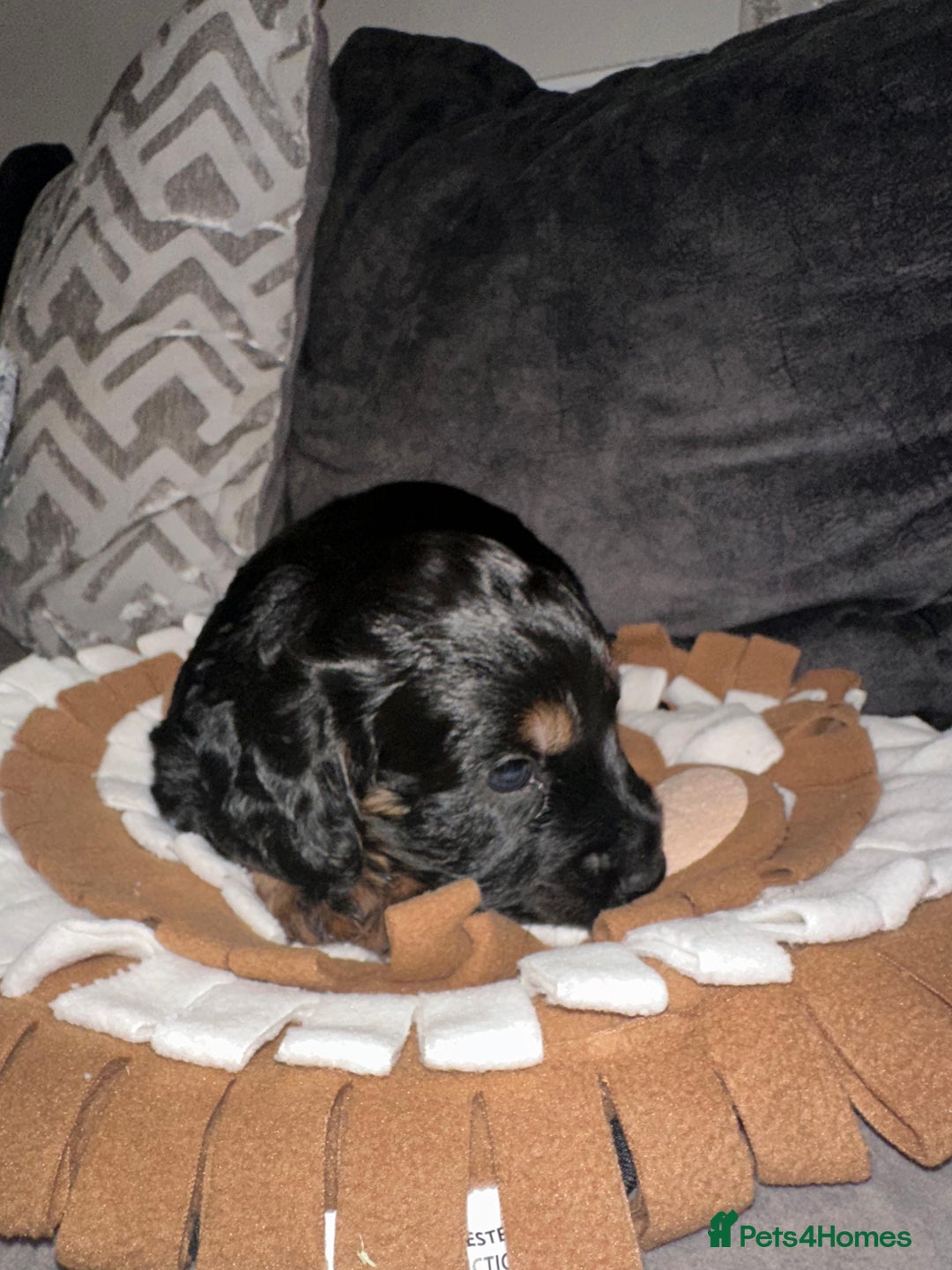 Cocker Spaniel dogs for sale: 2 gorgeous cocker spaniel puppies ready 14/9/25 - Image 5