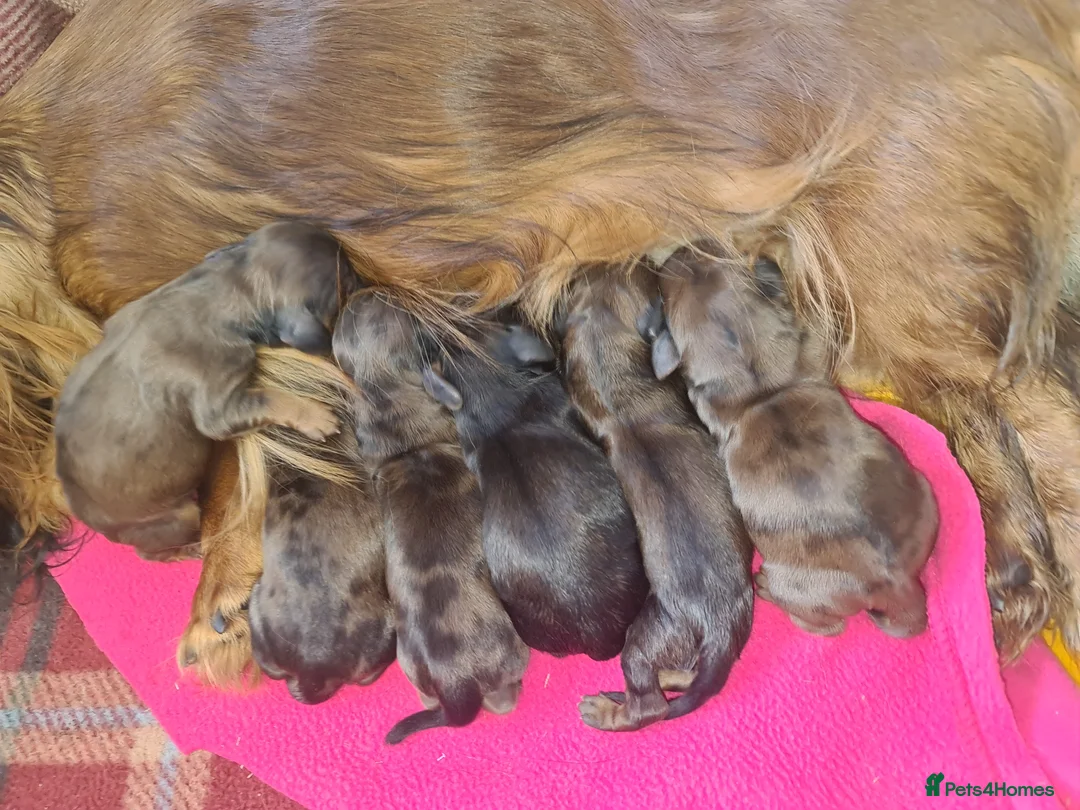 Miniature Dachshund dogs for sale: 6 beautiful long-haired dachshund pupps - Advert 8
