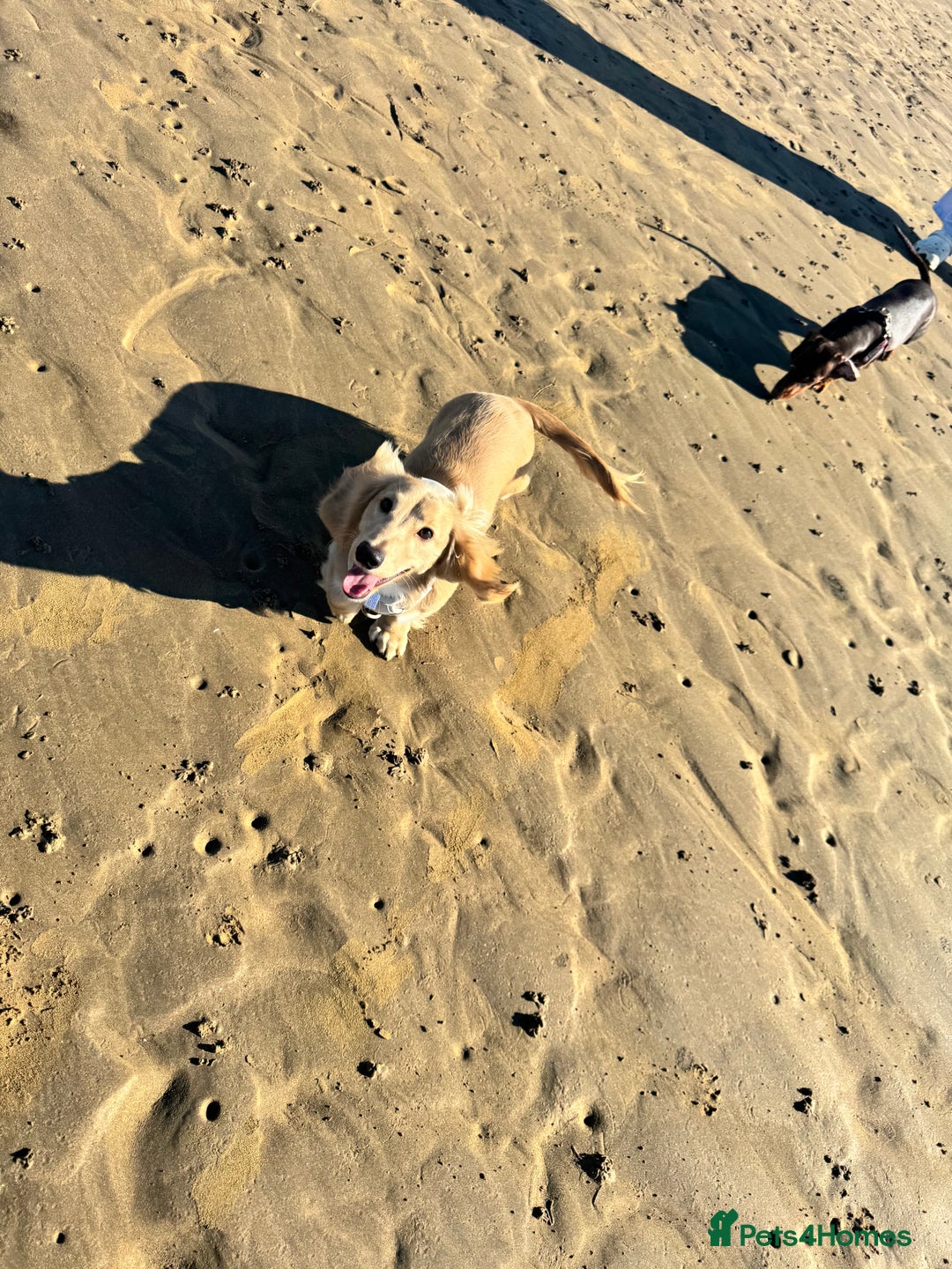 Miniature Dachshund dogs for sale: Long haired cream miniature dachshund  - Advert 4