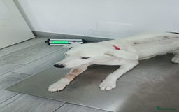 Mixed Breed dogs for adoption: 🌸MEET BIANCA - A Gentle Girl for a Loving Home - Advert 23