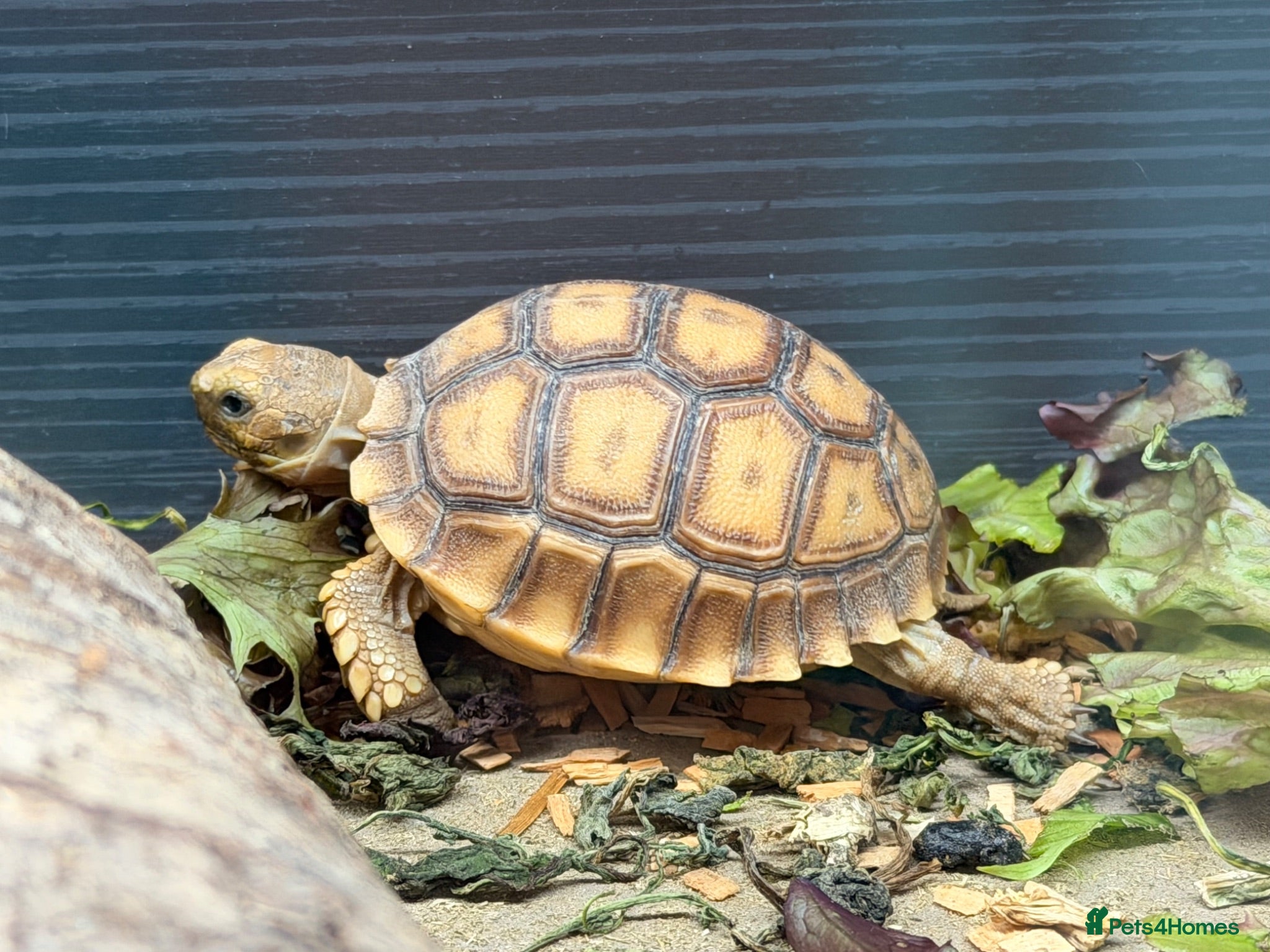 Tortoise reptiles Stunning Tortoise is ready to go - Advert 1