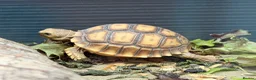 Tortoise reptiles for sale: Stunning Tortoise is ready to go - Advert 1