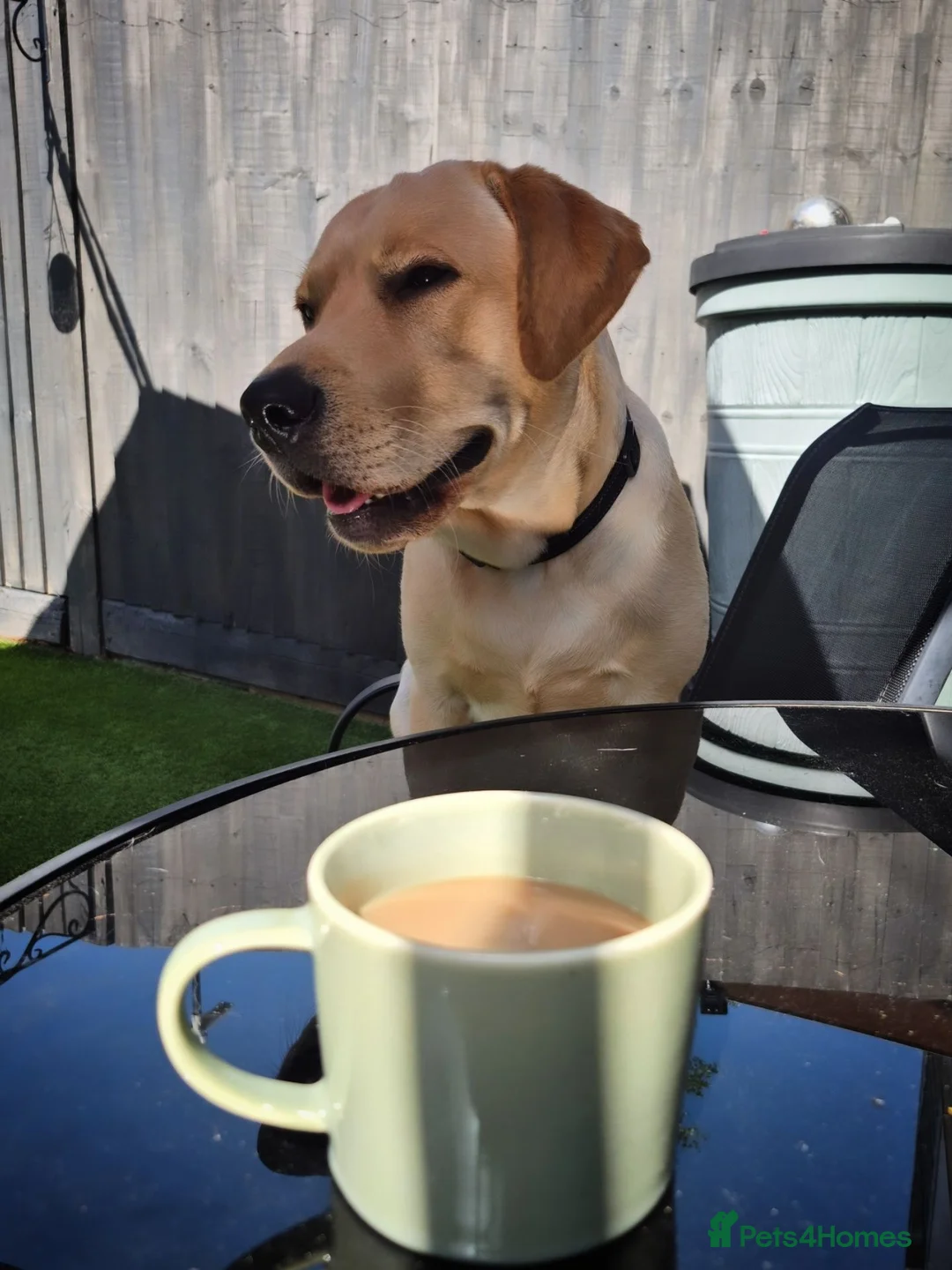 Labrador Retriever dogs for sale: 15 month Labrador Male in Snodland - Advert 1