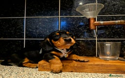 Miniature Dachshund dogs for sale: Quality miniature daschund  - Image 11