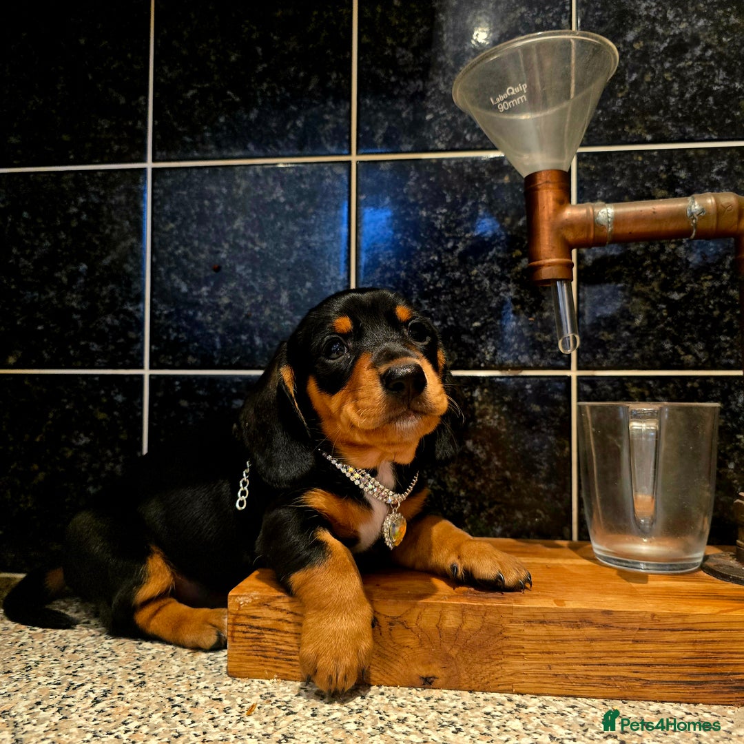 Miniature Dachshund dogs for sale: Quality miniature daschund  - Image 11