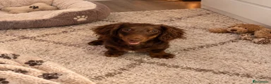 Miniature Dachshund 1