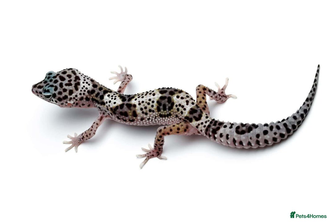Leopard Gecko reptiles for sale: Leopard Geckos (can come with set up) - Advert 2