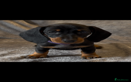 Miniature Dachshund dogs for sale: Mini dachshund puppys - Image 6