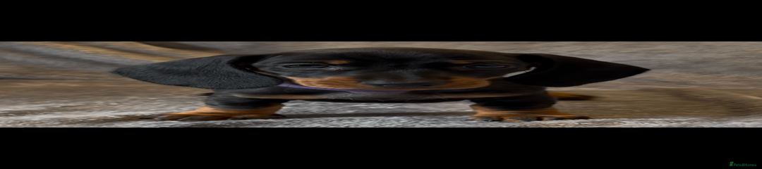 Miniature Dachshund Puppy 4