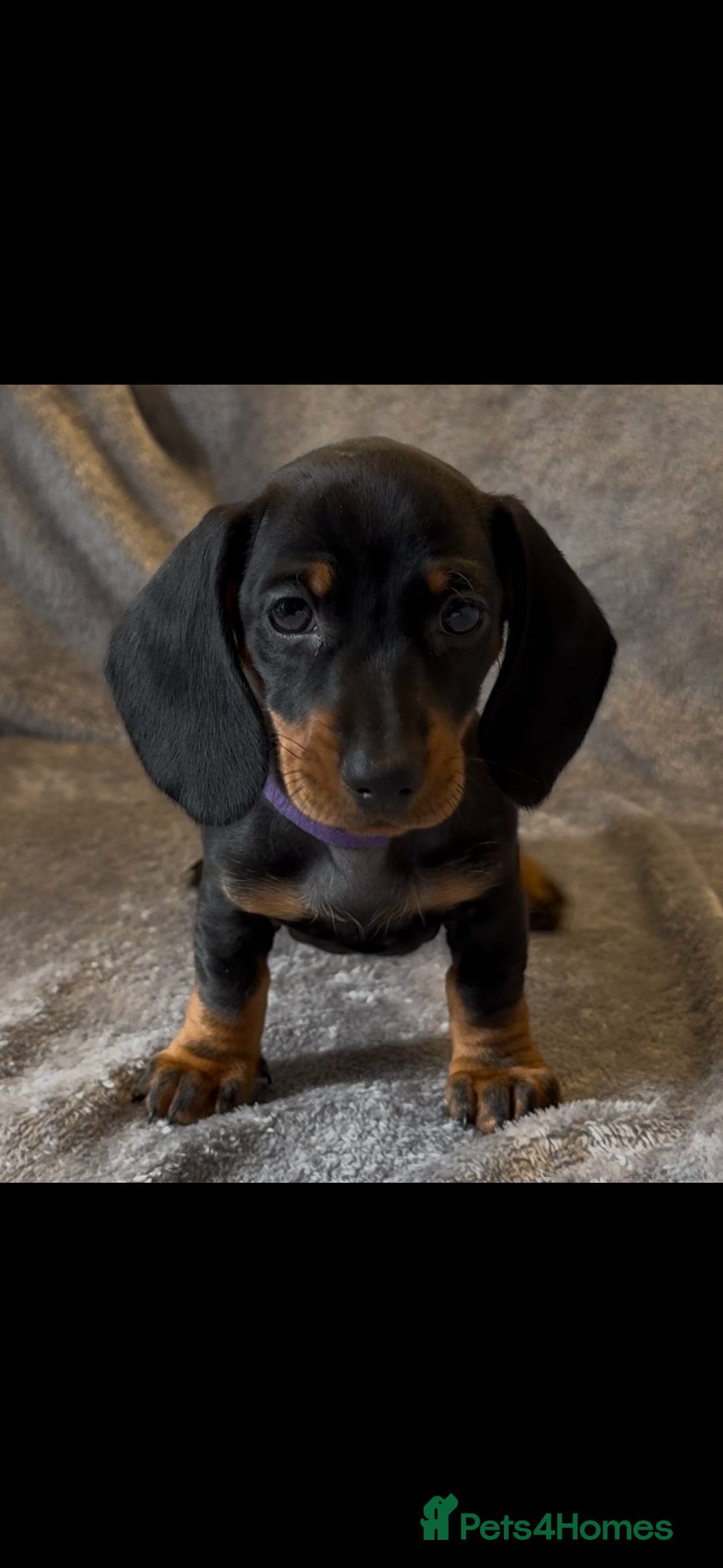 Miniature Dachshund dogs for sale: Mini dachshund puppys - Image 6