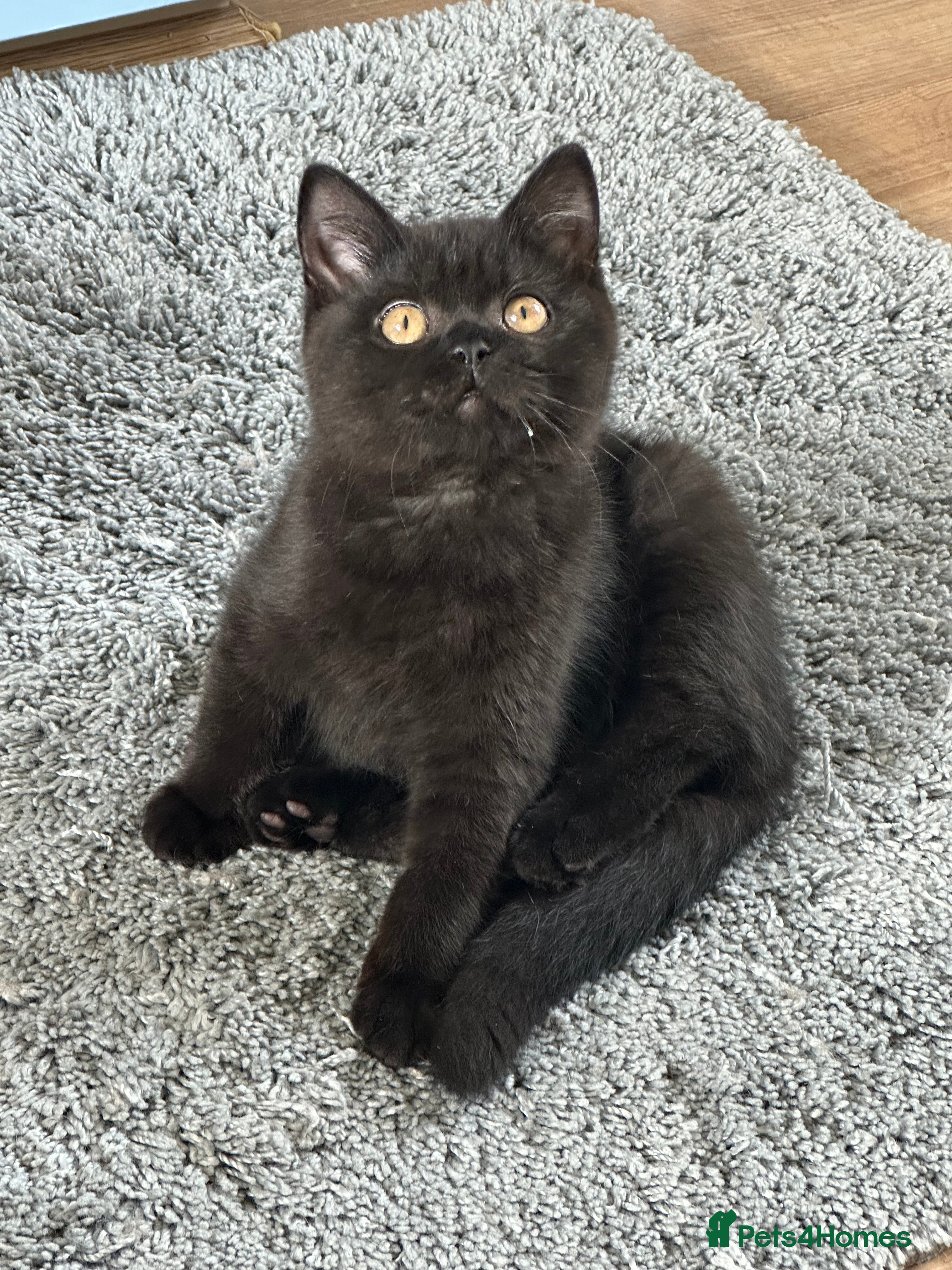 British Shorthair cats GCCF  registered  - Advert 14