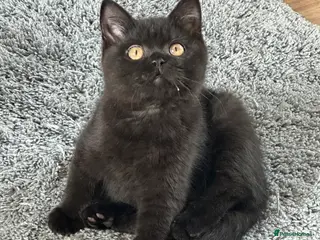 British Shorthair cats GCCF registered - Advert 1