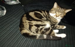 Bengal cats for sale: Loving Bengal cat looking for a new home  - Image 4