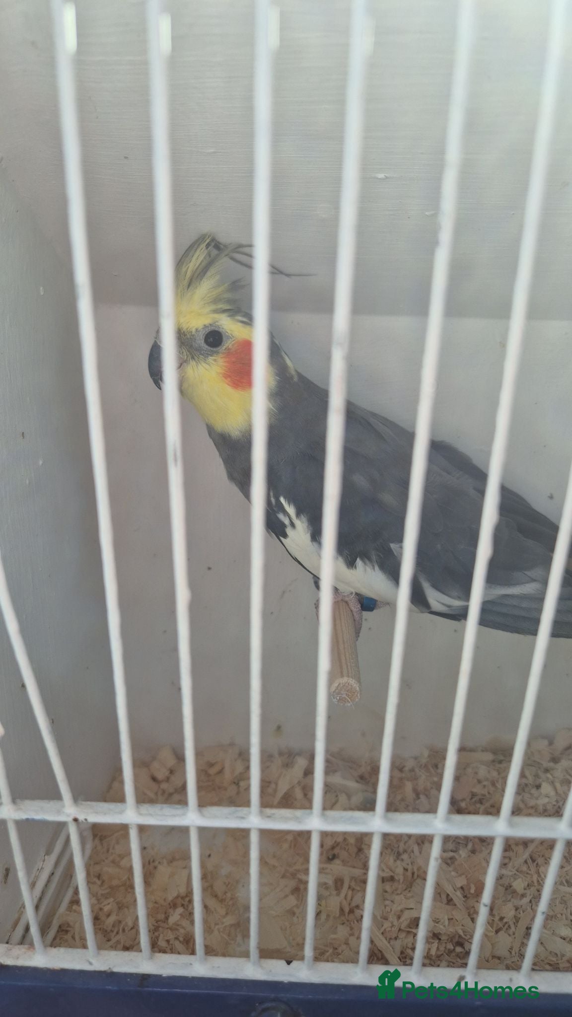 Cockatiels birds Cockatiel and cage  - Advert 1