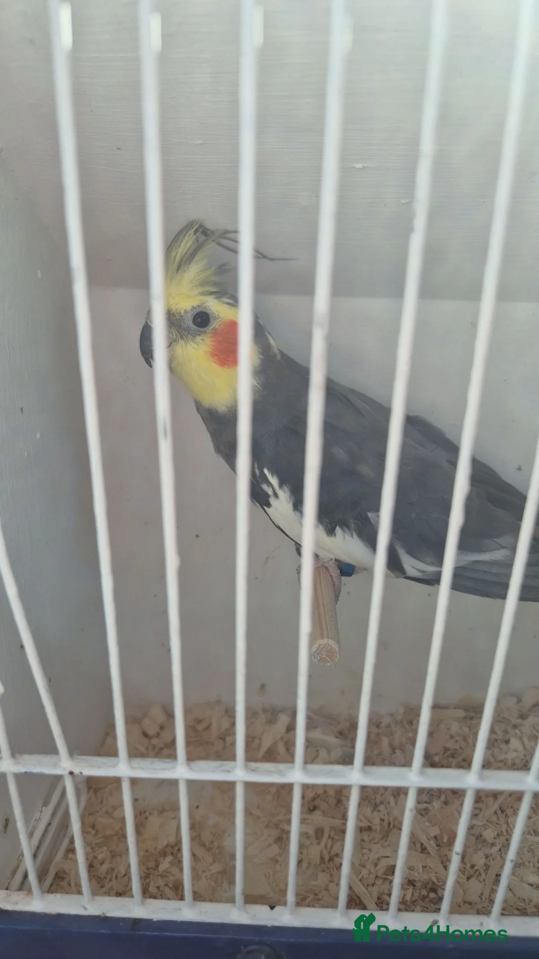 Cockatiels birds for sale: Cockatiel and cage  in Sanquhar - Advert 1