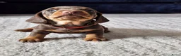 Miniature Dachshund dogs for sale: READY NOW KC reg miniature dachshund  - Advert 27