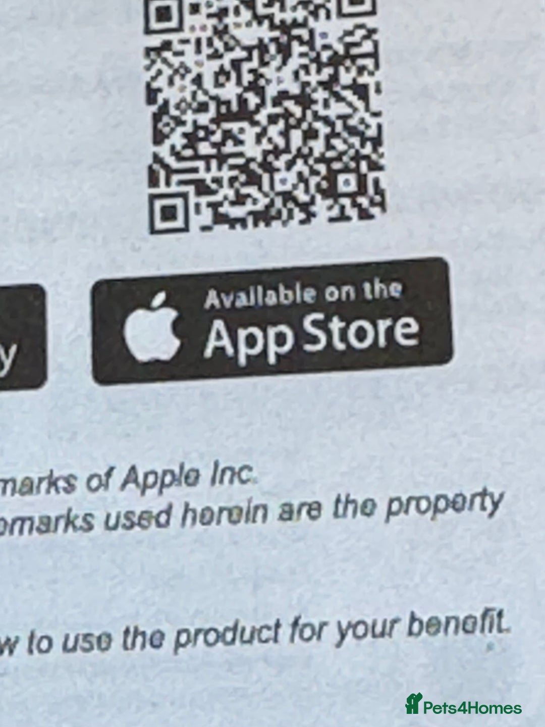 Mixed Breed dogs for sale: 2 dogue de Bordeaux x cane corso puppies - Advert 9