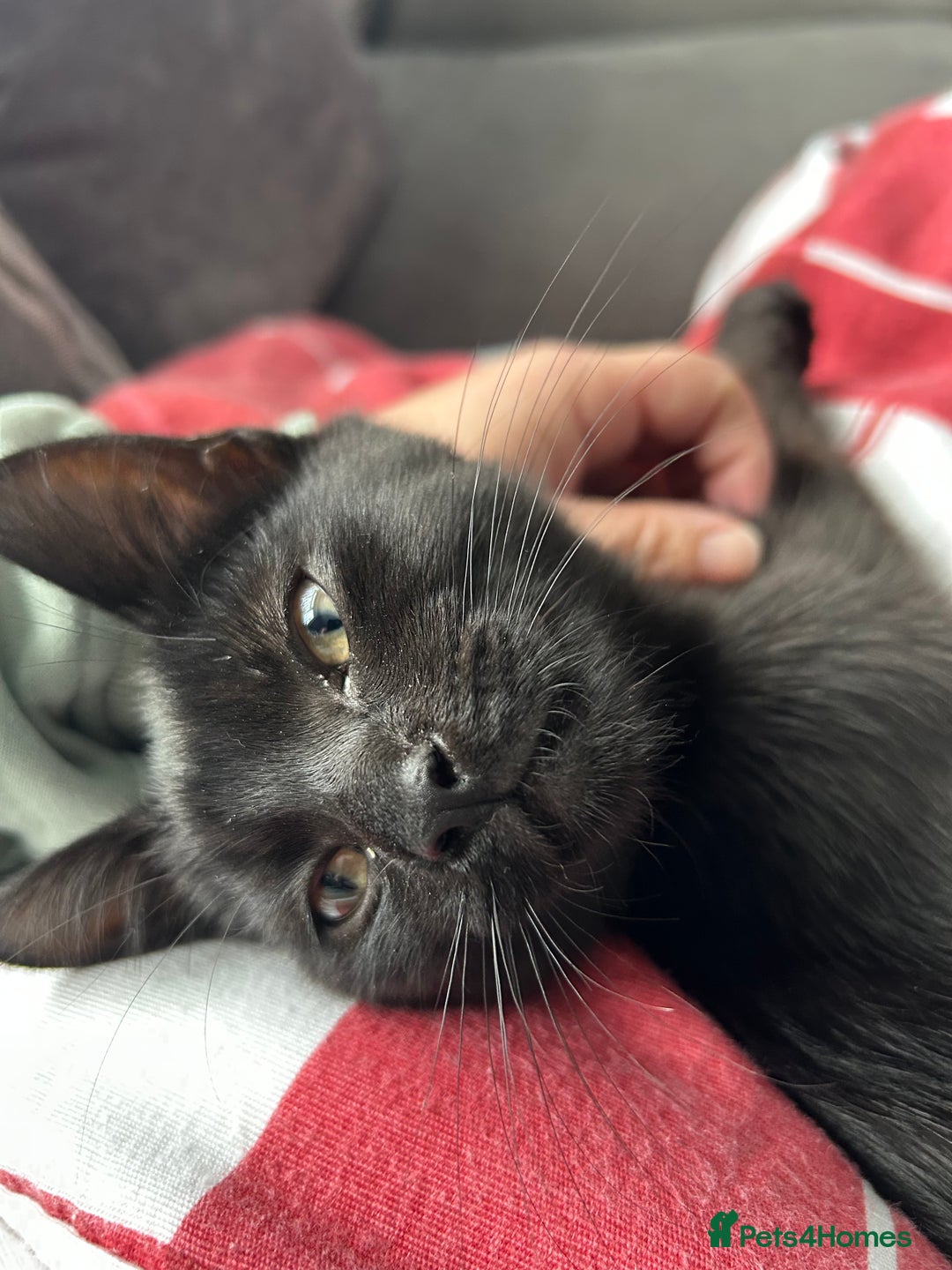 Mixed Breed cats for sale: Shadow  - Advert 3