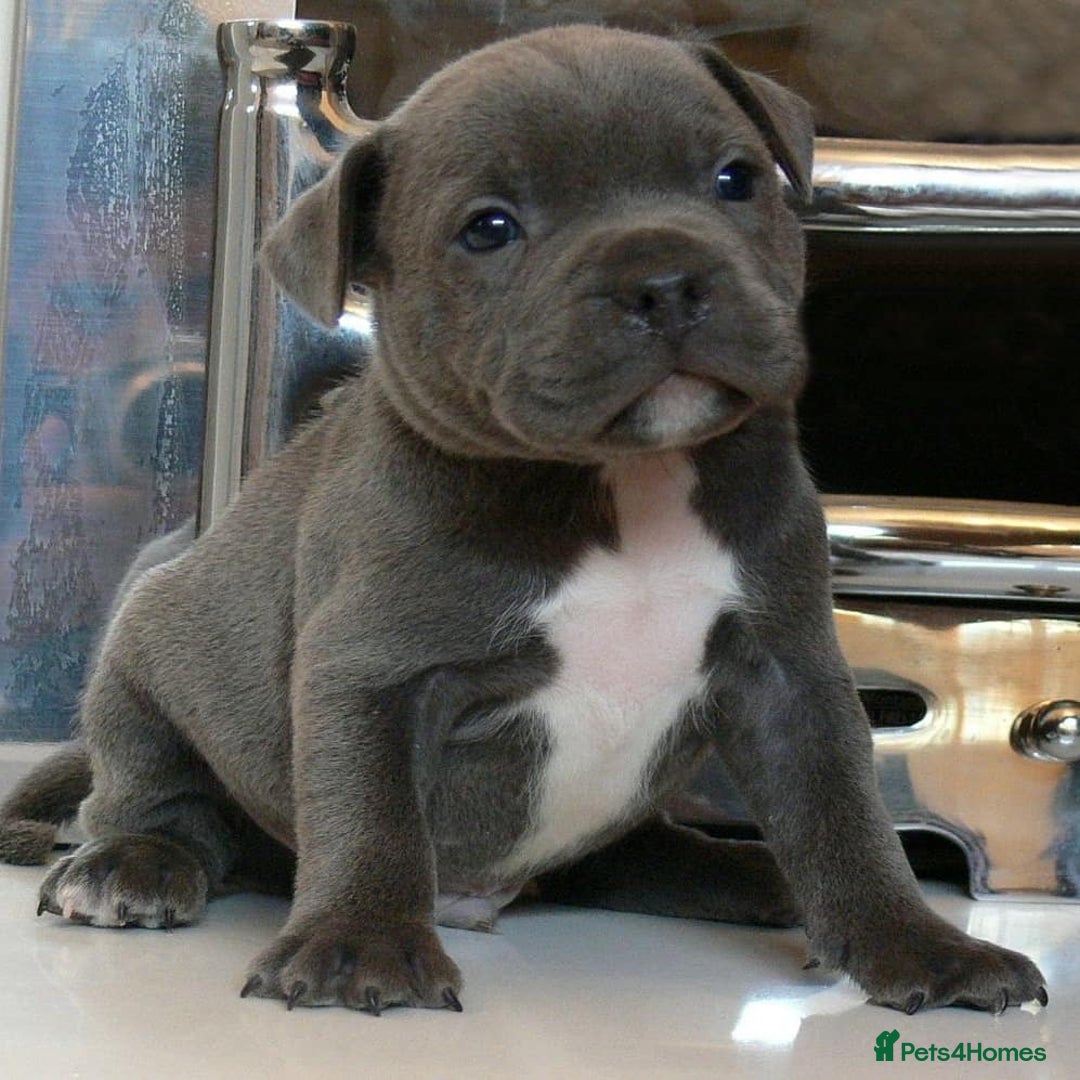 Staffordshire Bull Terrier dogs for sale: SOLID BLUE TEDDY BEARS STAFFS 🐻  - Advert 8