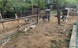 Goats livestock for sale: Goats to good home  - Image 2