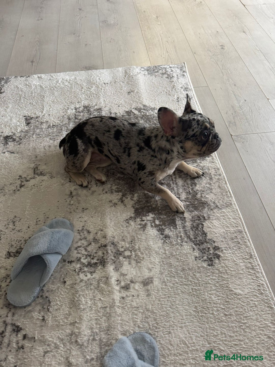 French Bulldog dogs for sale: 2 years 1 month - Advert 4