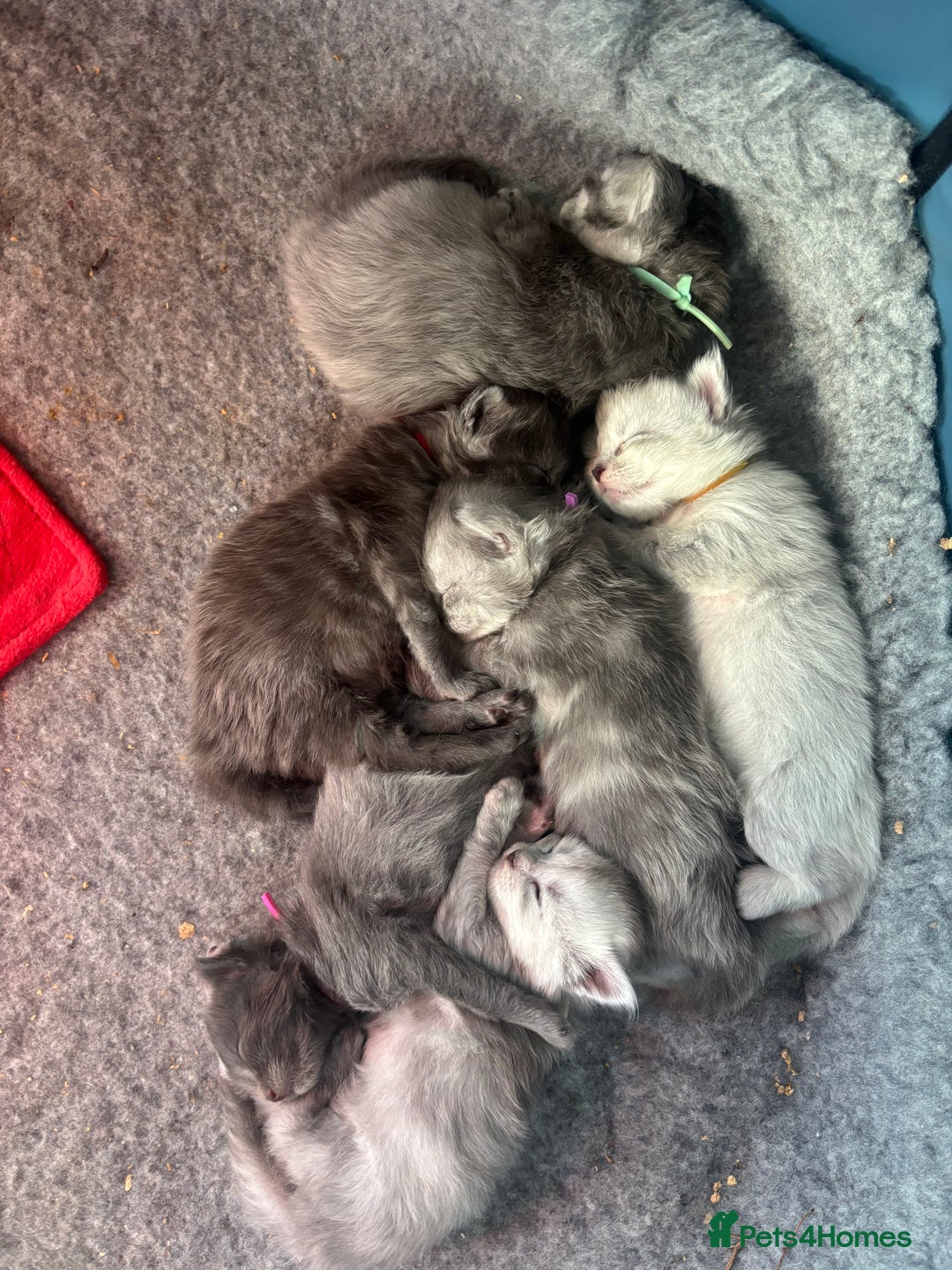 Maine Coon cats for sale: Stunning FiFe Maine Coons - Advert 10