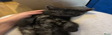 Bengal 2