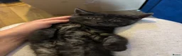 Bengal cats for sale: Bengal cross British shorthair kittens  - Advert 4