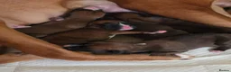Boxer dogs for sale: Red Boxer Puppies–Long Tails & Natural Bobtails in Romford - Advert 5