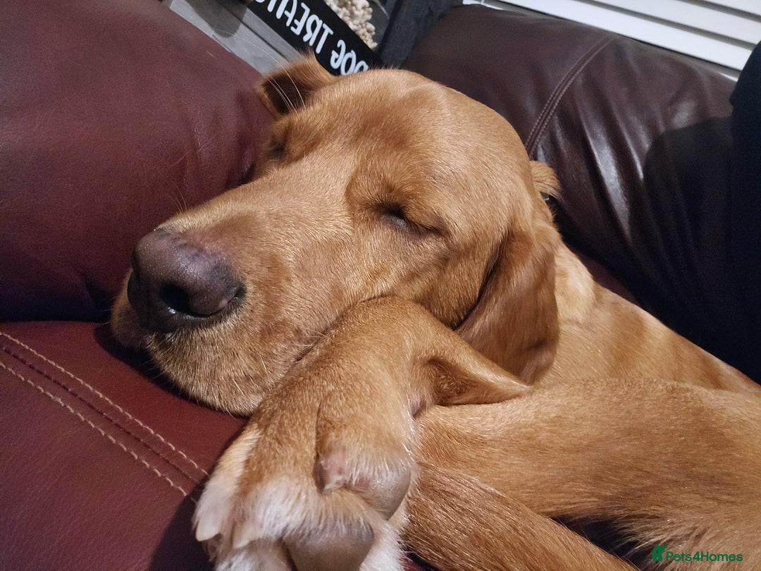 Labrador Retriever dogs for sale: Freddie the fox red lab  - Advert 5