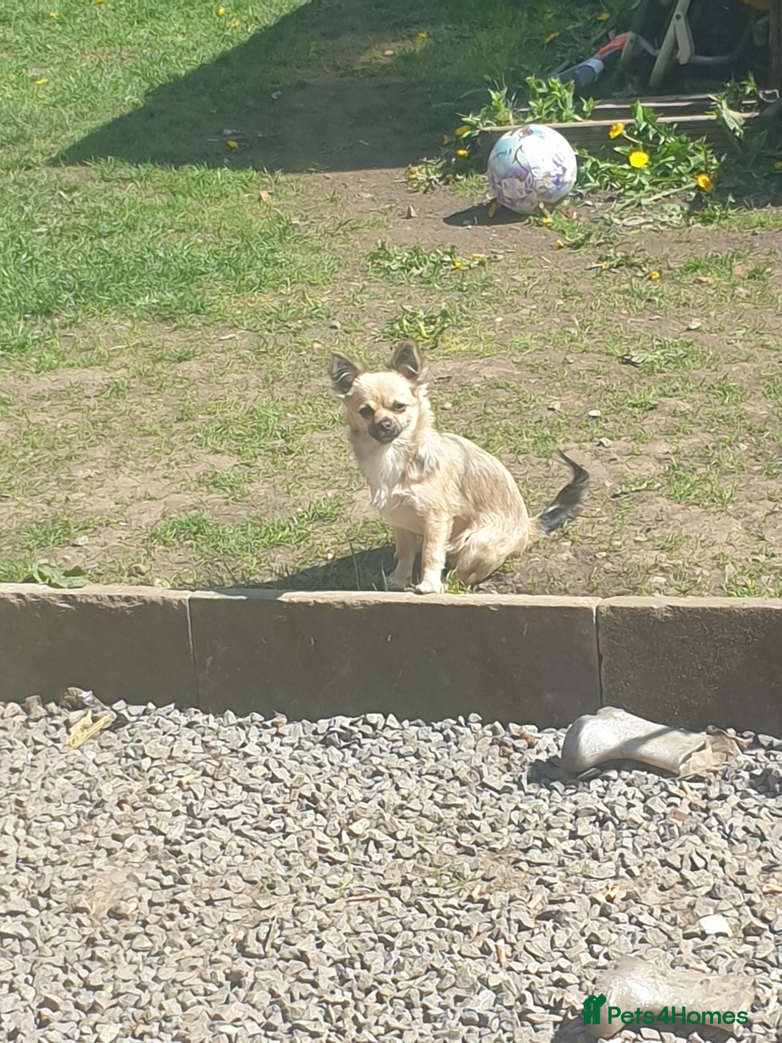 Chihuahua dogs 4 x beautiful Chihuahua puppies for sale  - Advert 1