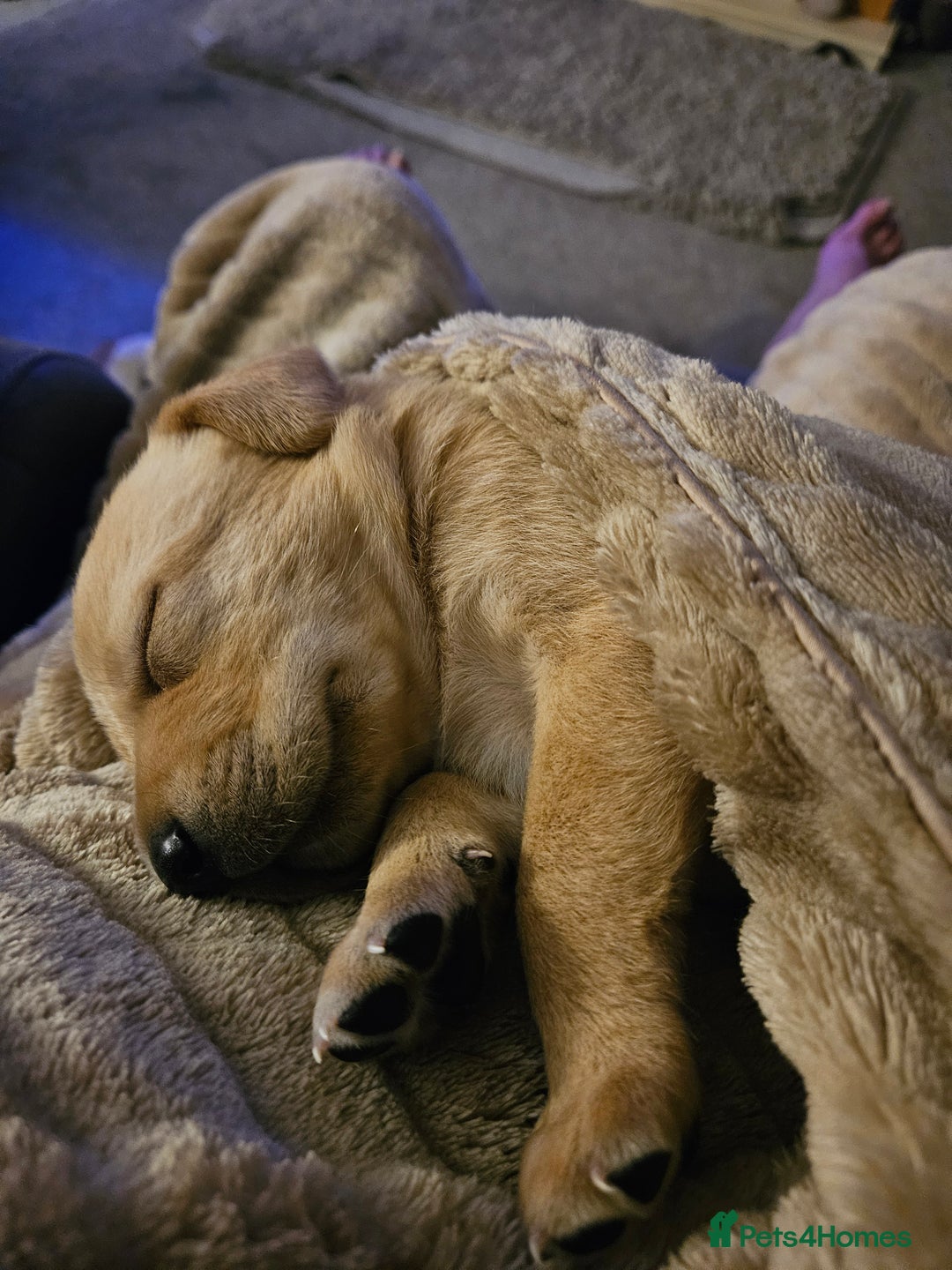 Labrador Retriever dogs for sale: Beautiful boy Labrador retriever  - Advert 9