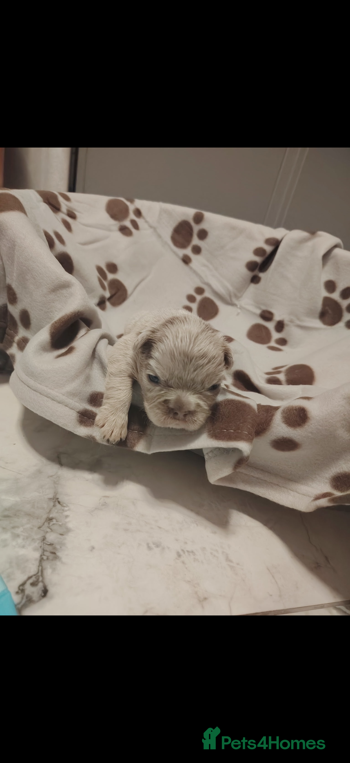 French Bulldog dogs Fluffy fenchie puppies  - Advert 2