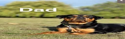 Rottweiler dogs for sale: READY TO GO! Rottweiler puppies  - Advert 6