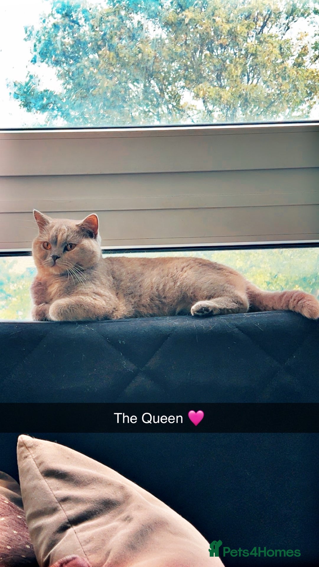 British Shorthair cats for sale: British shorthair female  - Advert 2