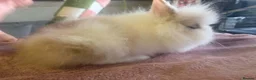 Lionhead rabbits for sale: Double mane cream & white Dm Lionhead - Advert 2