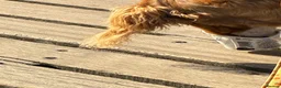Cocker Spaniel dogs for sale: Margot, 9-Month Old Female Working Cocker Spaniel - Advert 7