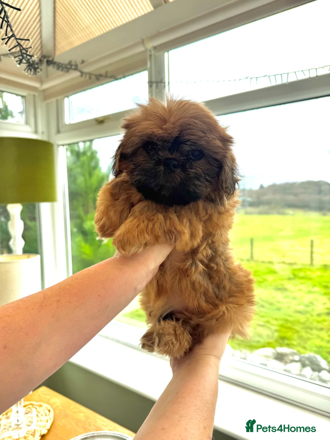 Shih Tzu dogs for sale: kc reg male Shih-Tzu - Advert 3