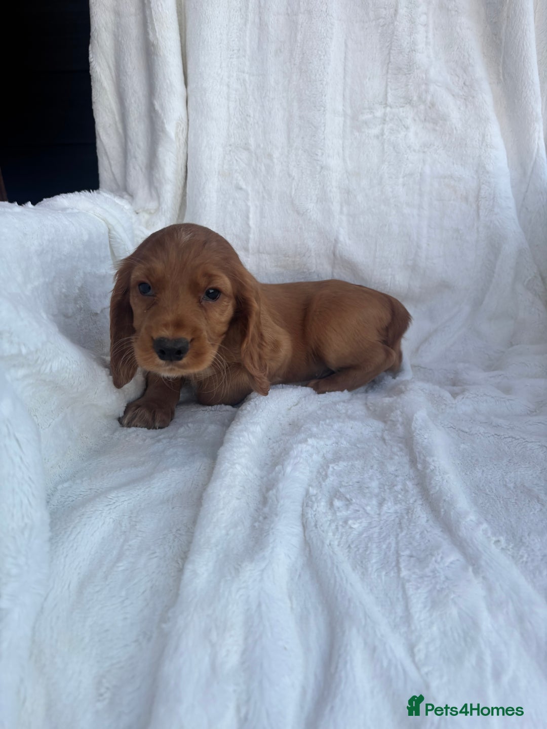 Cocker Spaniel dogs for sale: Gorgeous red cocker spaniels puppies  - Image 29