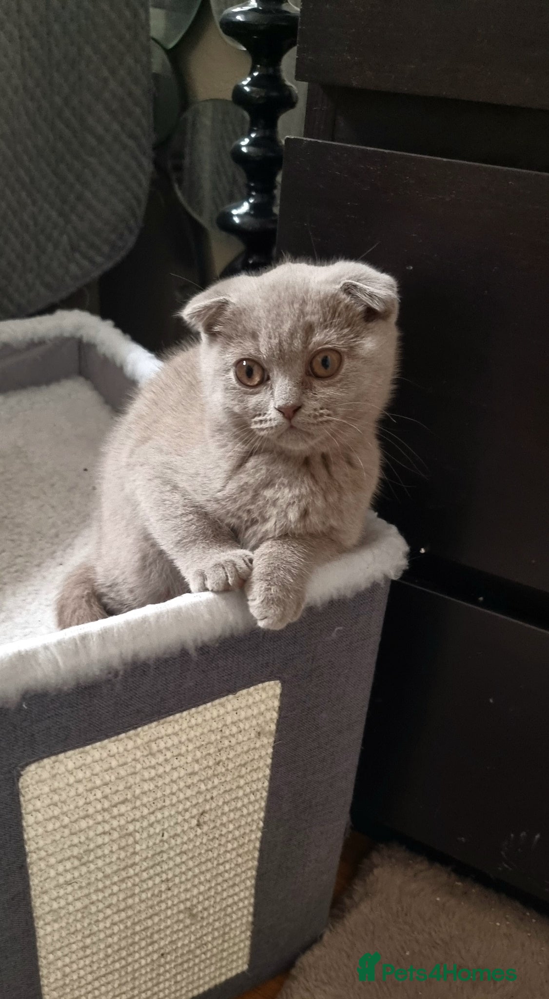 Scottish Fold cats Cute Scottish fold 💕 Three kittens available🐾 - Advert 14