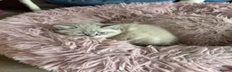 Ragdoll cats for sale: Beautiful Ragdoll Kittens  - Advert 4