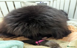 Newfoundland dogs for sale: KC registered Newfoundland Puppies. Health tested - Image 17