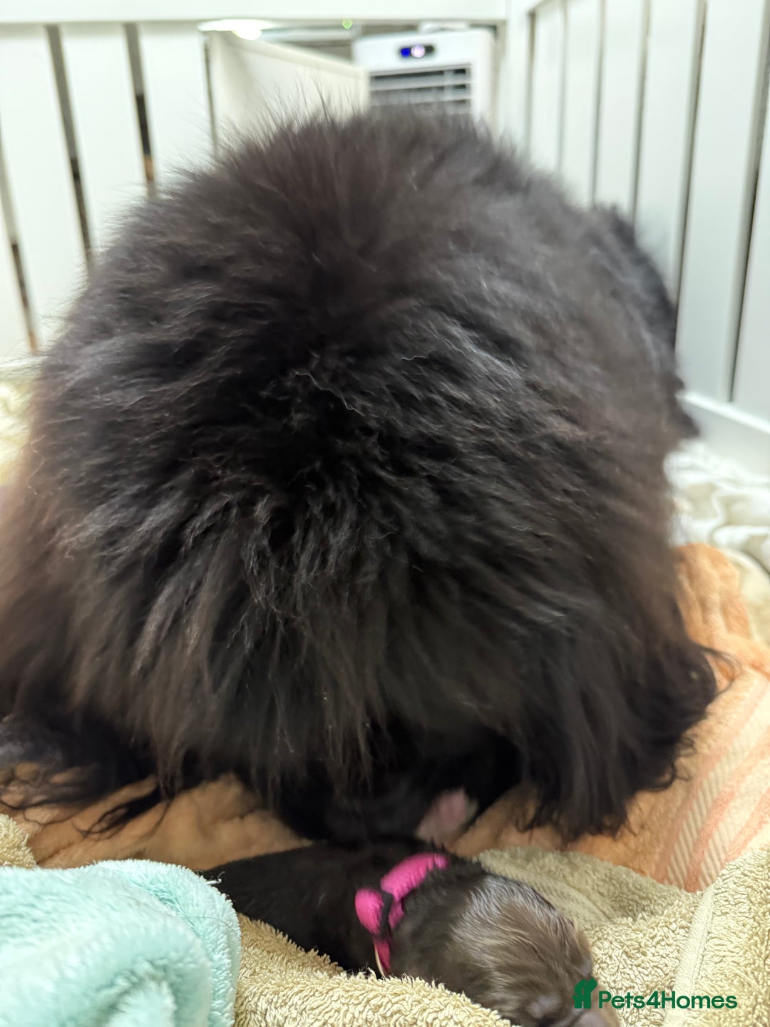 Newfoundland dogs for sale: KC registered Newfoundland Puppies. Health tested - Image 17