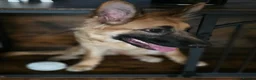 German Shepherd dogs for sale: Gorgeous Female German Shepherd Puppy  - Advert 7