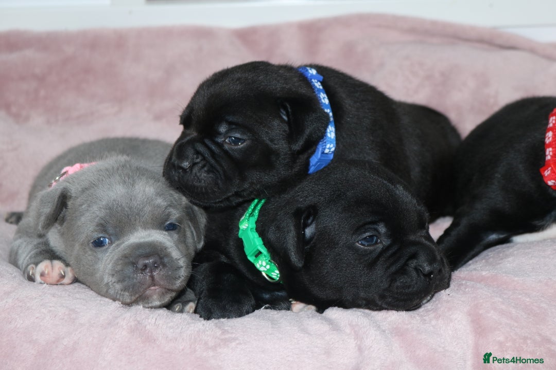 Staffordshire Bull Terrier dogs for sale: KC Reg Staff Pups Blue/Black, Champion Blood Lines - Image 22