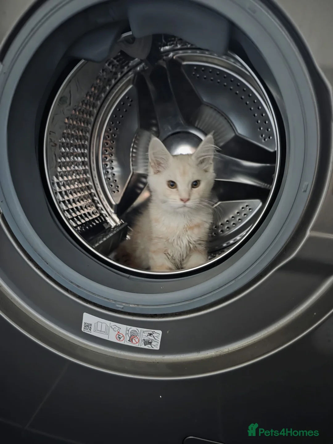 Maine Coon cats for sale: Beautiful pure maine coon kitten - Advert 6
