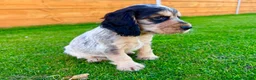 Cocker Spaniel dogs for sale: Beautiful Show CockerSpaniel Babies 🐾🐾🐾  - Advert 5